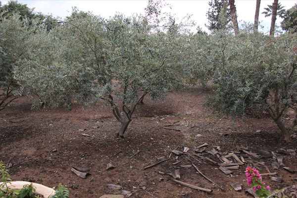 052-Оливковый сад при монастыре